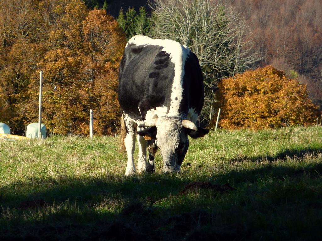 Gite Schlitteur Et Sapiniere Breitenbach Esterno foto