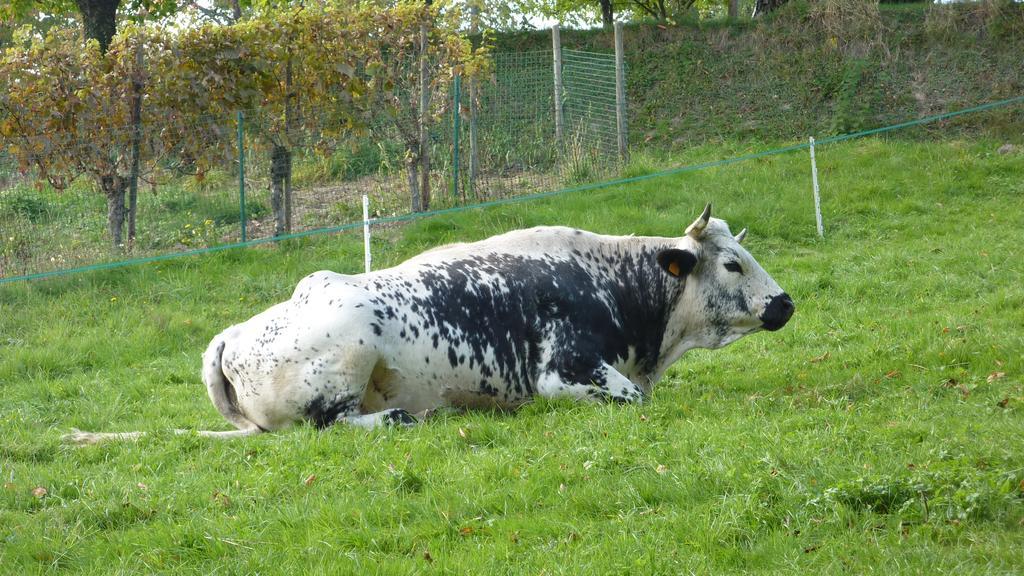 Gite Schlitteur Et Sapiniere Breitenbach Esterno foto